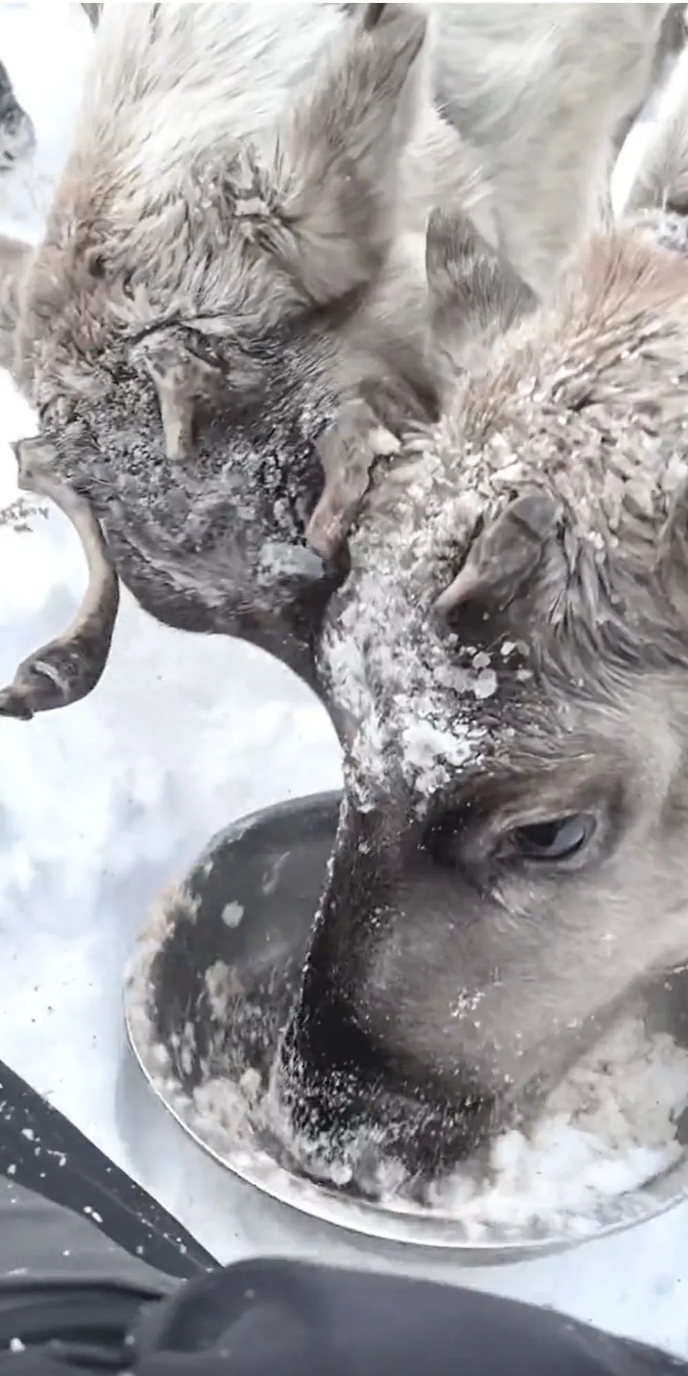 90后小伙玩滑板、说唱,不如回东北养驯鹿