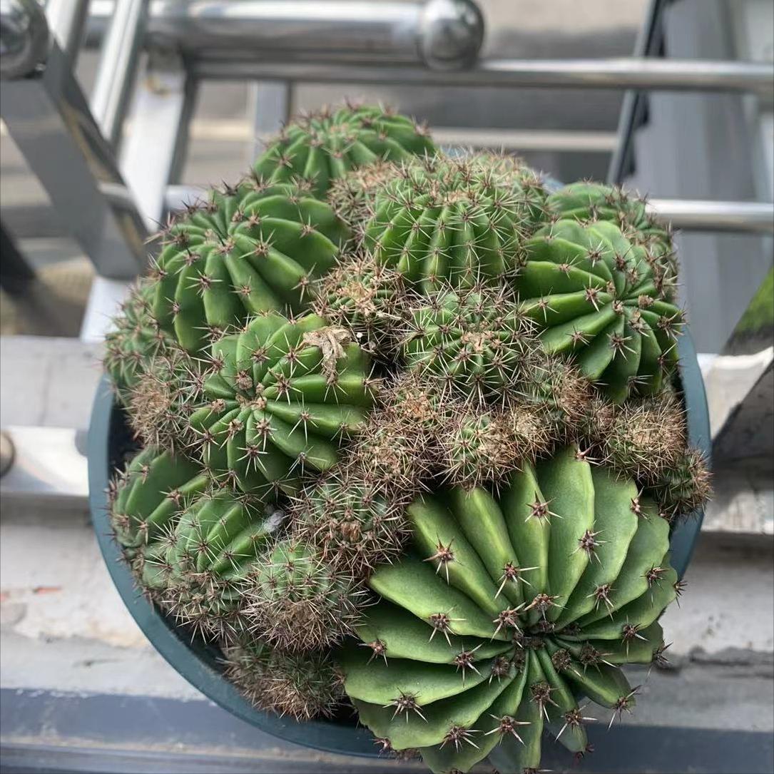 仙人掌嫁接蟹爪兰仙人掌烂根了,仙人掌烂根了怎么救活