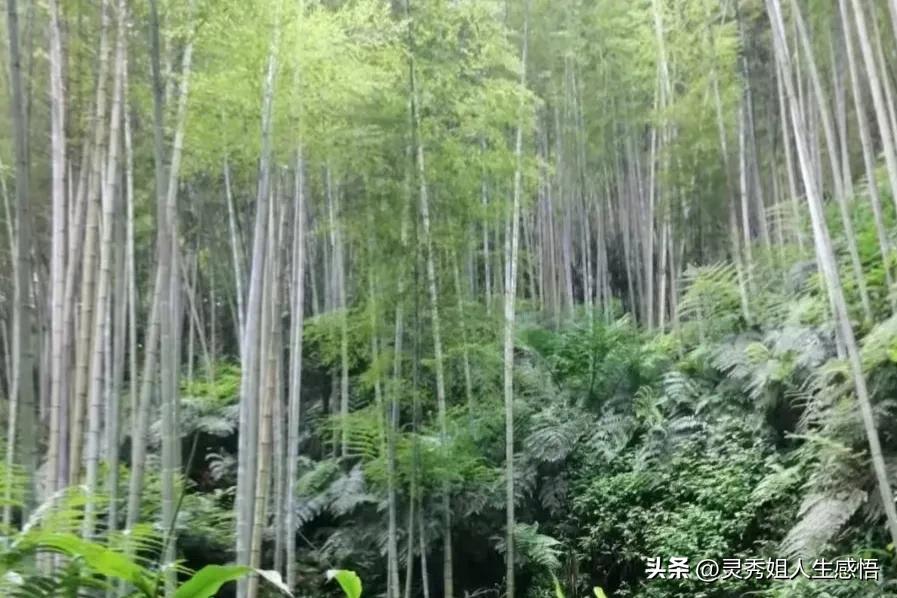 川南竹海,川南三大景点排名