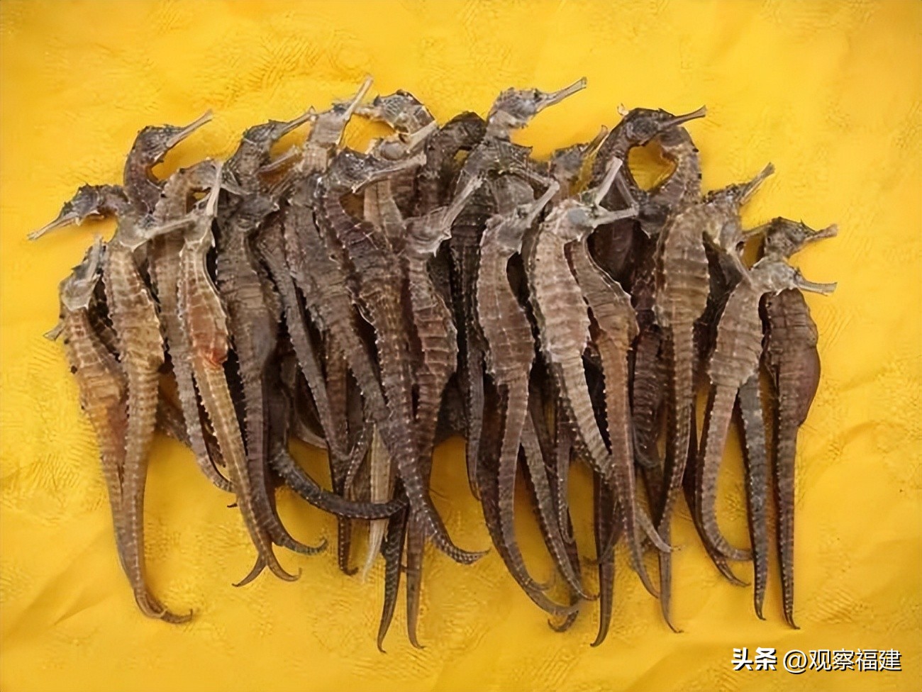 诏安秋天吃什么海鲜,福建各种海鲜图片大全