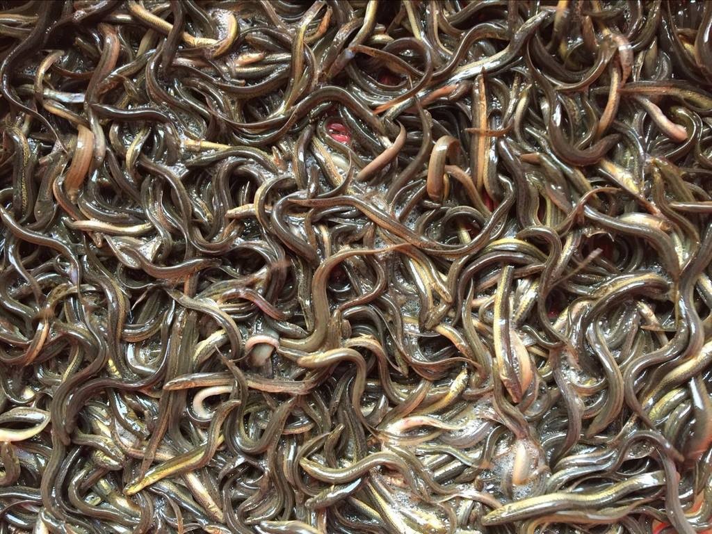 泥鳅水花常见病害及解决方法,泥鳅黄鳝的养殖技术和病害