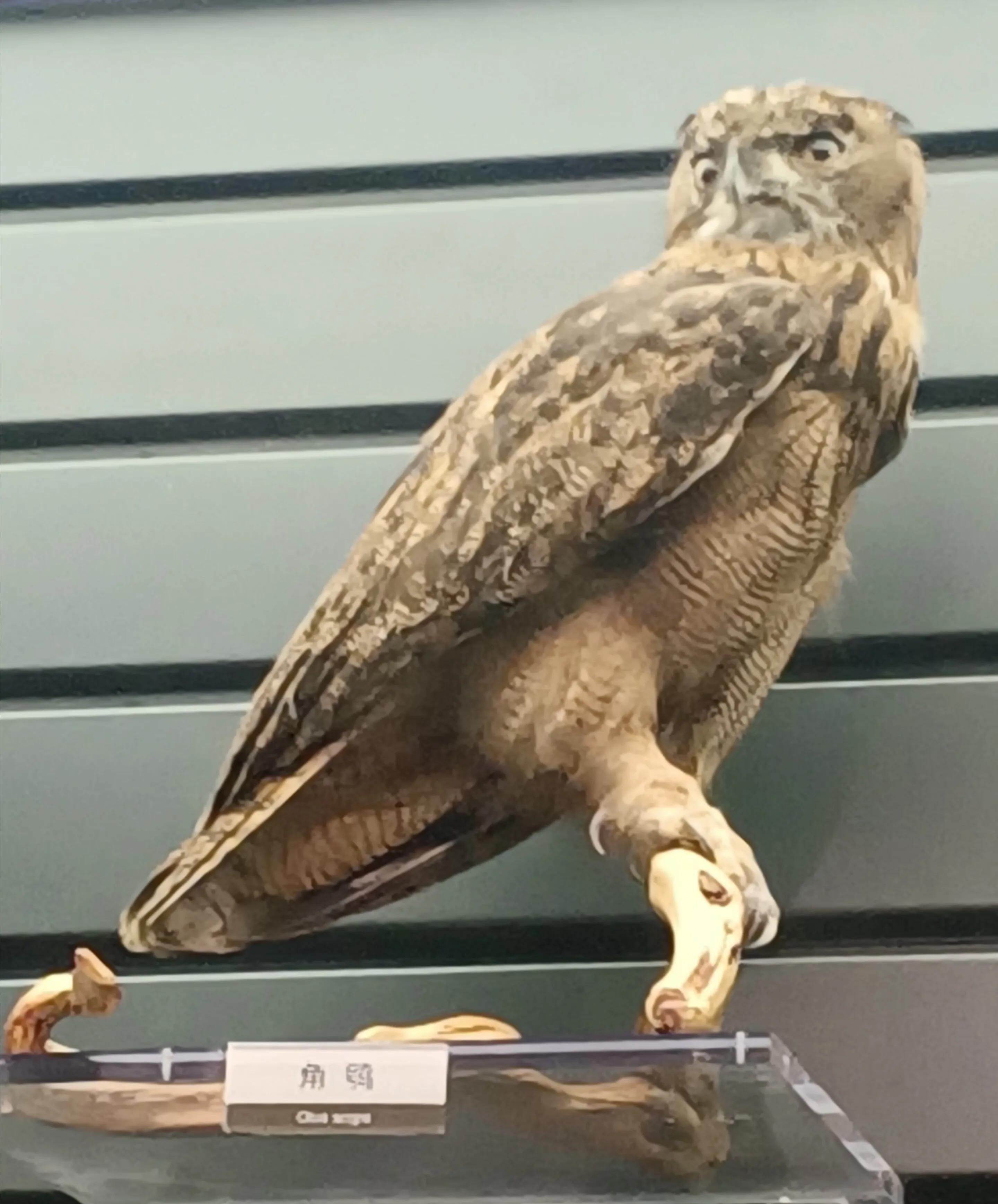 成都自然博物馆要钱吗,成都自然博物馆免门票几天