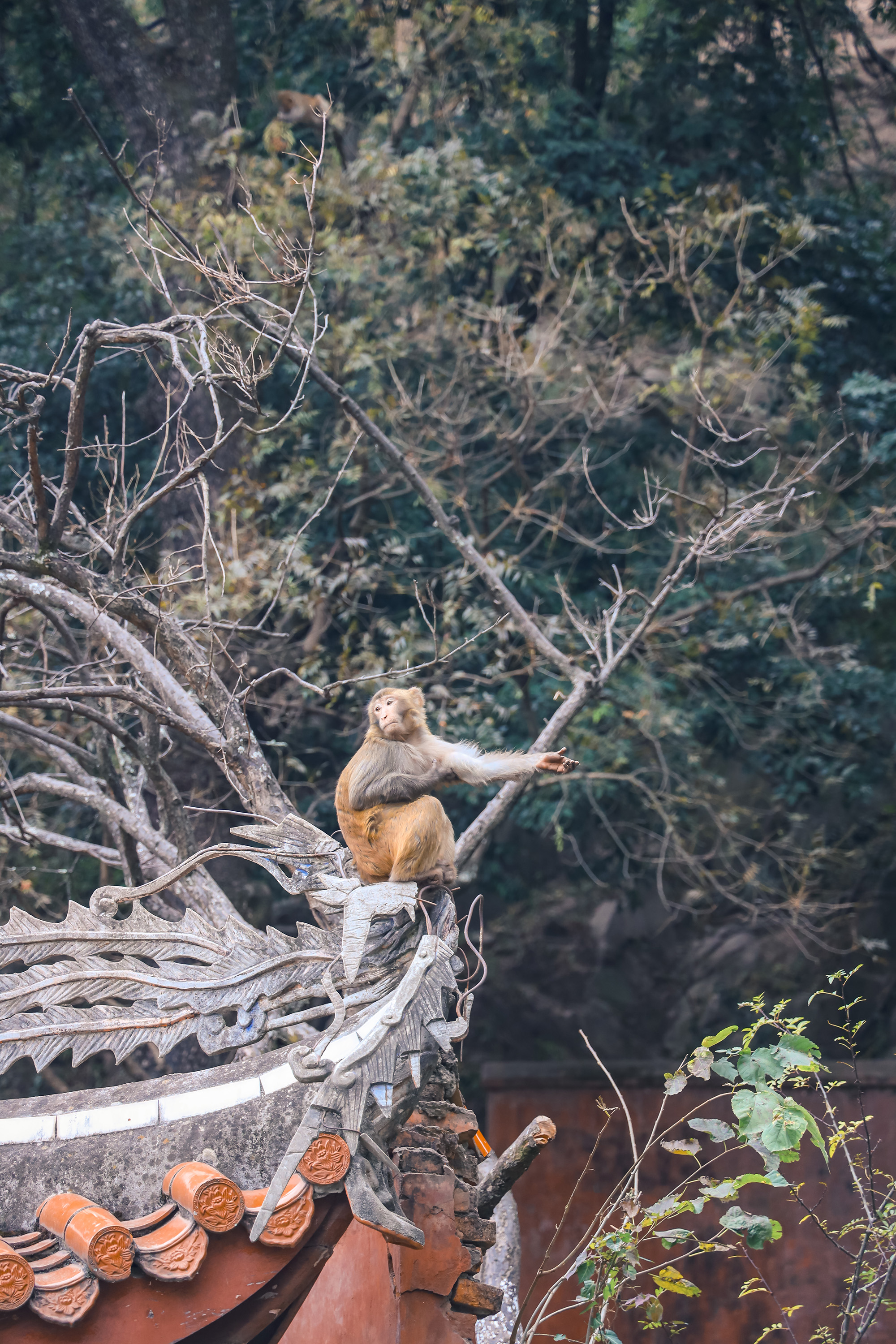 我在凉山过大年,我在四川过大年