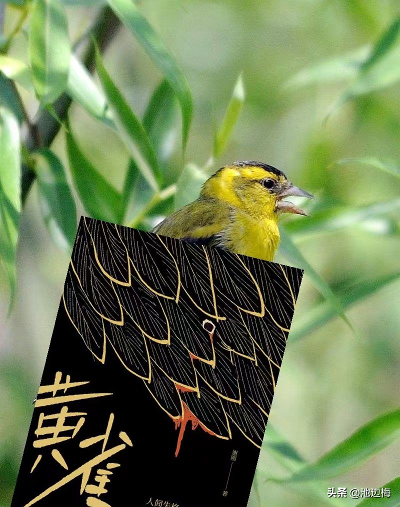 螳螂捕蝉黄雀在后哪个人说的,螳螂捕蝉黄雀在后的雀是猫吗