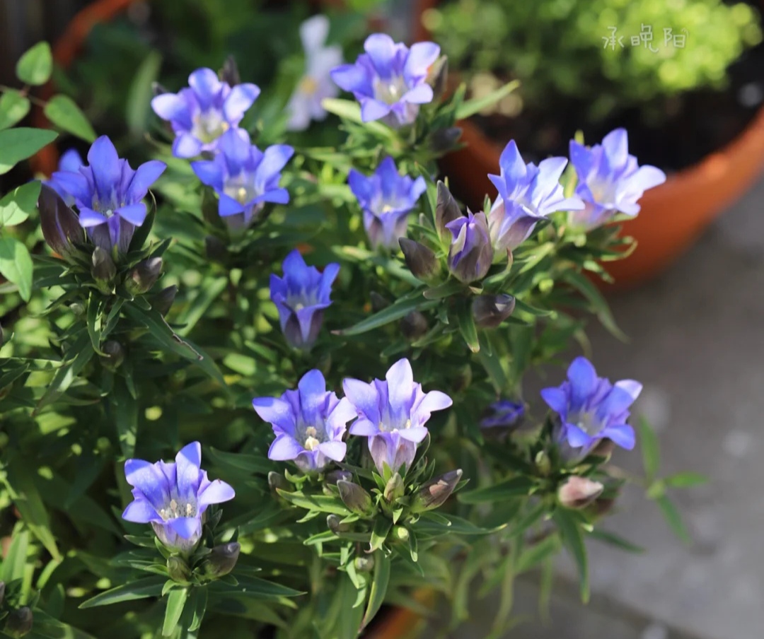 100个阳台养什么花好,100种阳台养的花草