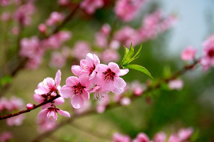 鉴赏诗歌技巧之修辞手法答题模板,语文古诗词鉴赏手法