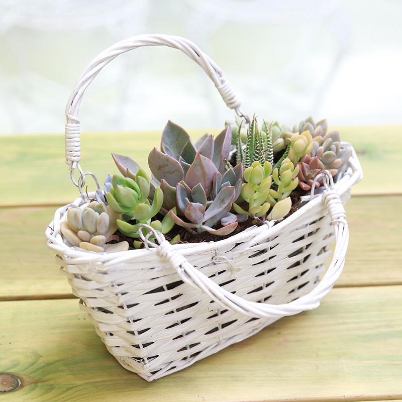 粘土多肉圣诞树简单版,多肉圣诞树