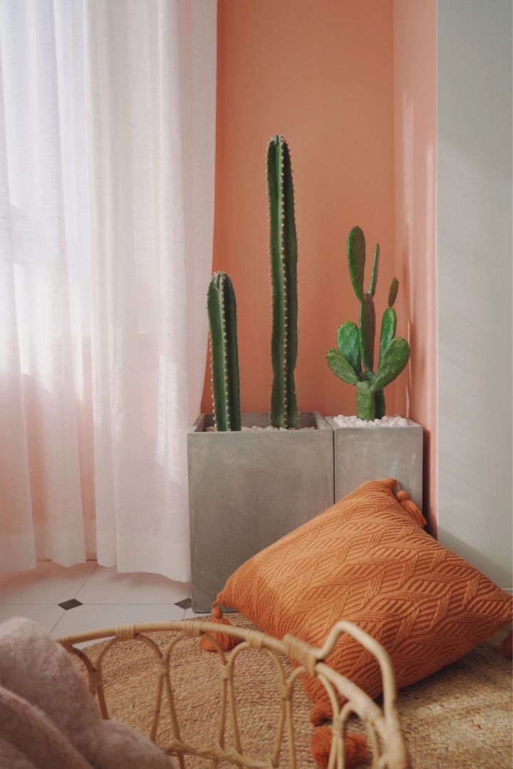 手残党也能养活的10种绿植,十种大家都在养易存活绿植