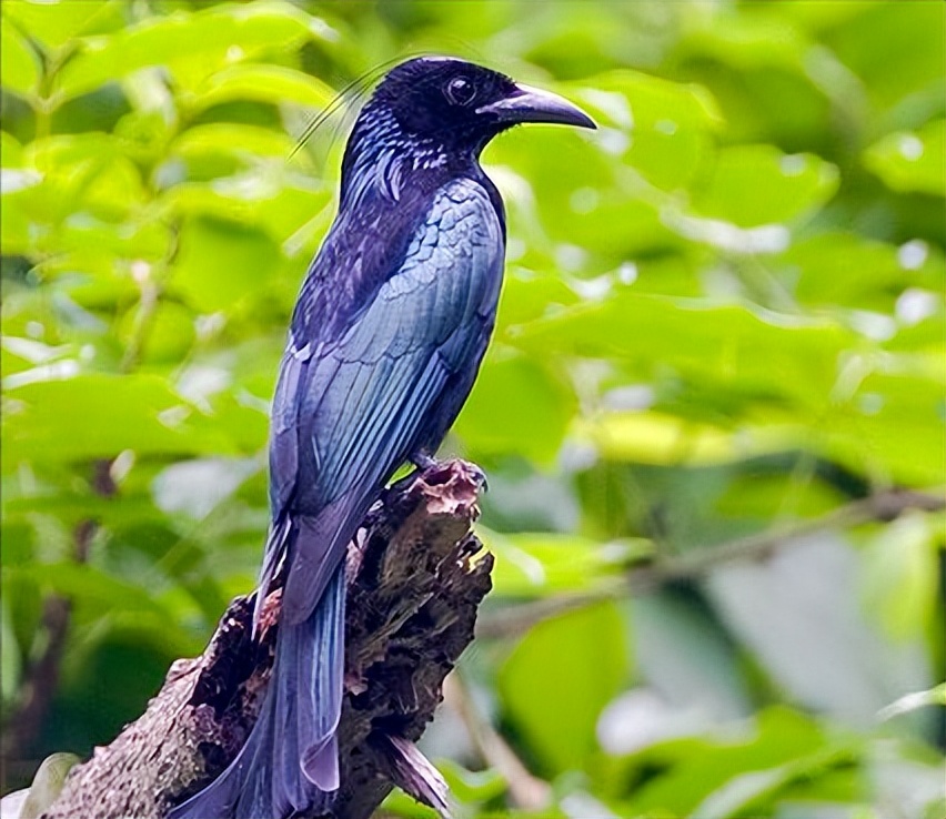 50张最佳鸟类摄影作品,鸟儿大全大图