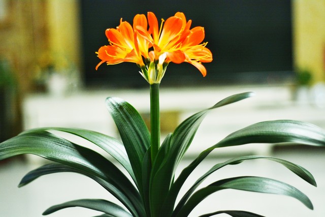 君子兰翻盆最好方法,君子兰如何翻盆和事后管理