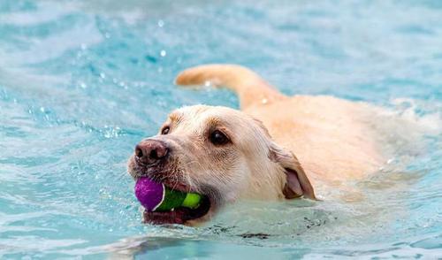 拉布拉多的优点和缺点真实版,新手养一岁的拉布拉多基础知识