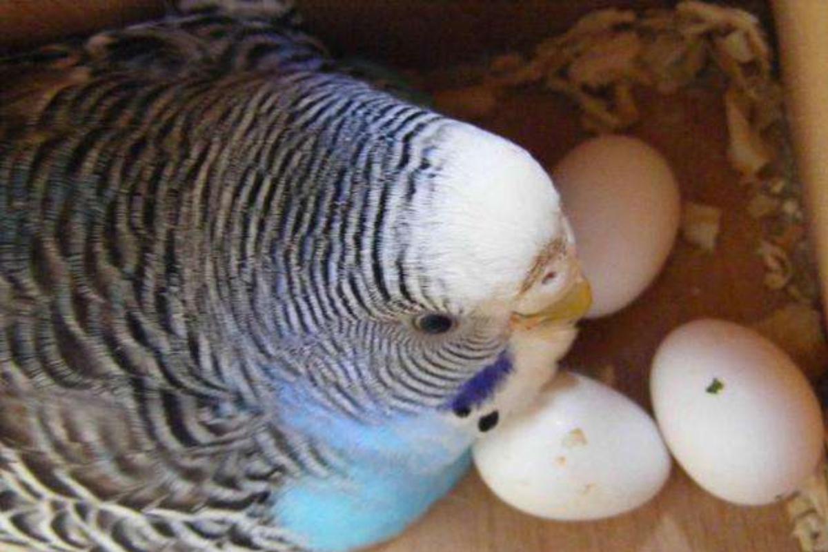 鸟缺钙瘫痪了怎么办,鸟缺钙了该怎么补钙