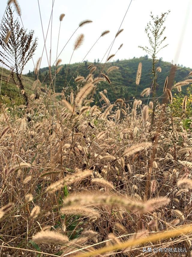 寻找皖南川藏线最美秋色红杉林,2019年皖南川藏线秋色