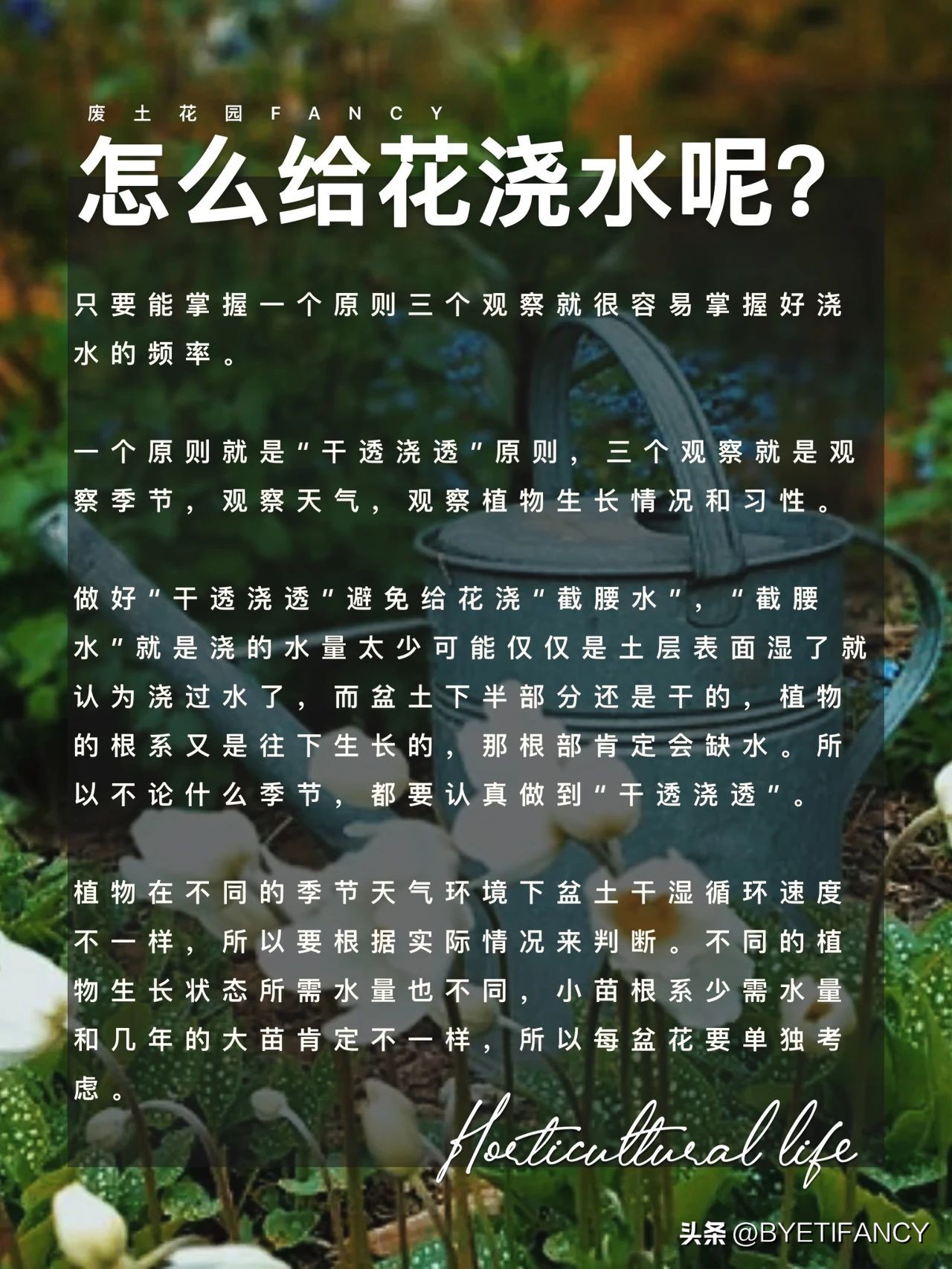 冬季怎样给花浇水,给花浇水的作用