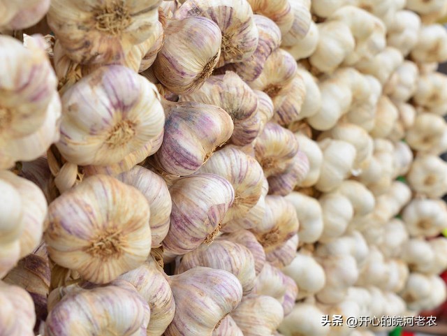大蒜买新的还是老的,大蒜干了卖还是湿了卖划算