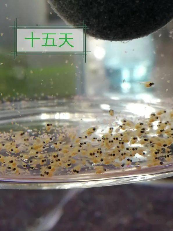 金波子一般熟悉环境多久开始繁殖,繁殖金波子用多大缸