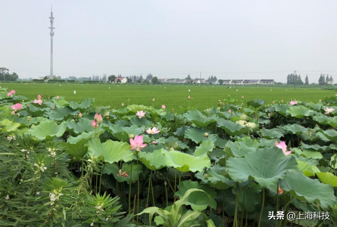 专注农作物病虫害防治,专注植物病虫害防治的植保专家