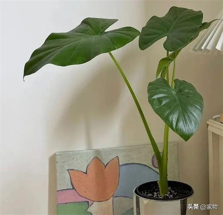 客厅放绿植好养吗,客厅放绿植有什么忌讳