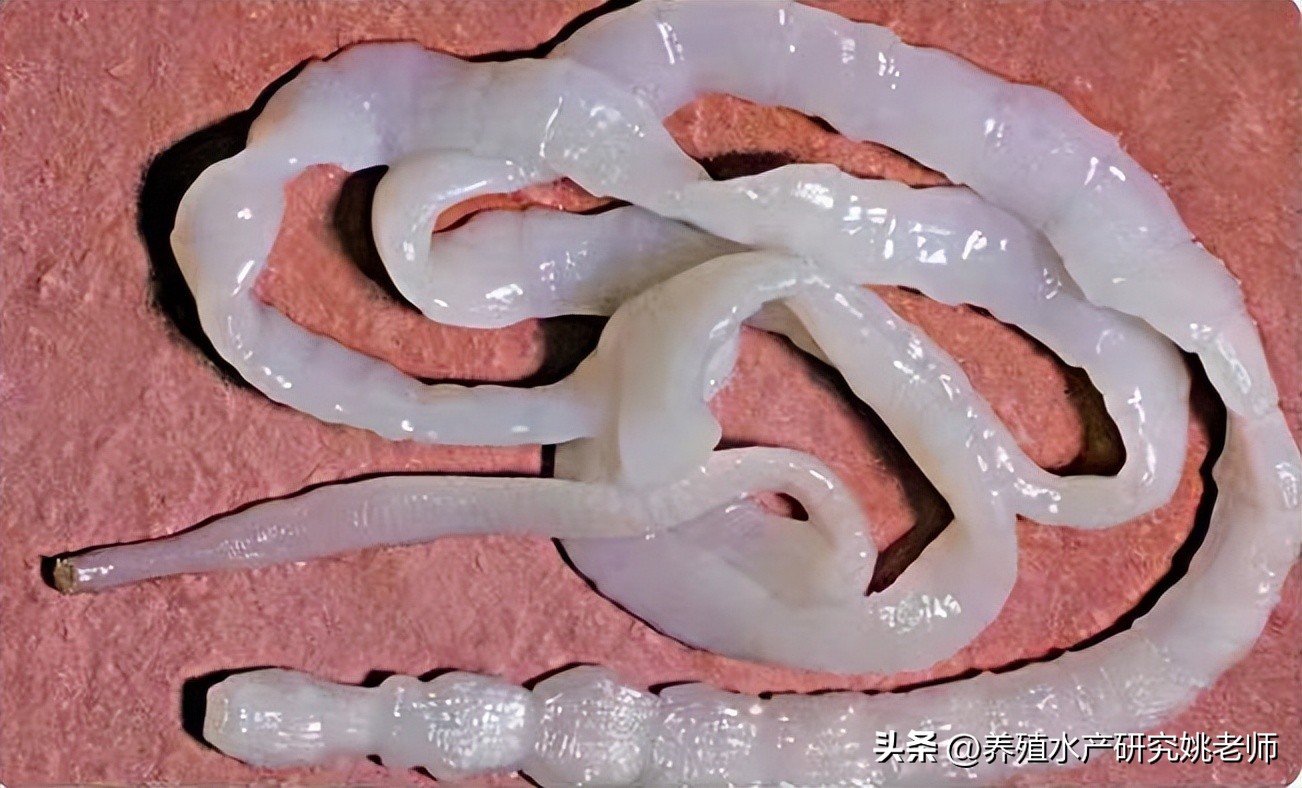 鱼治好绦虫以后会都拉出来吗,鱼得了寄生虫怎么治疗