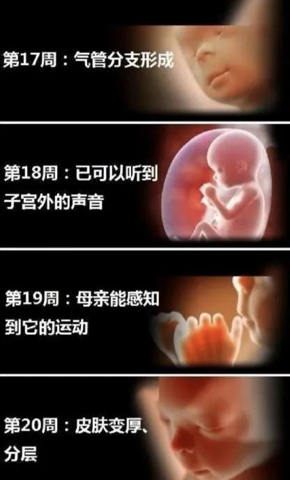 胎宝宝每个月发育全过程图,胎宝宝1到10个月变化过程
