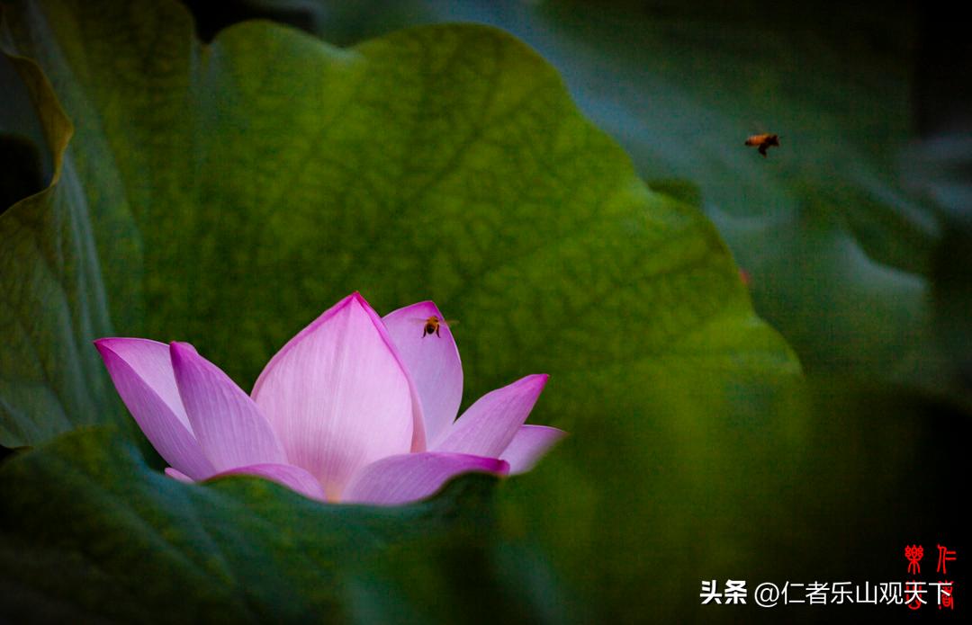 最后的摇曳——只为那绳命的回晃