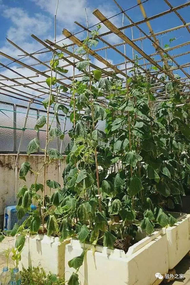 驻外人的“花花世界”——且看菜园变花园