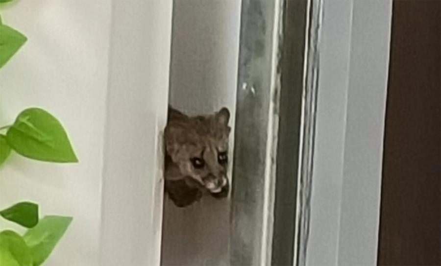 狸猫天生会捉老鼠吗,狸猫会不会抓老鼠