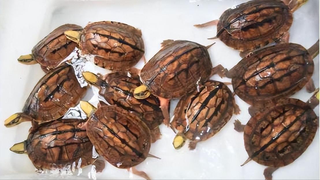 金钱龟的生物学特性及人工繁殖,野生金钱龟的生活习性