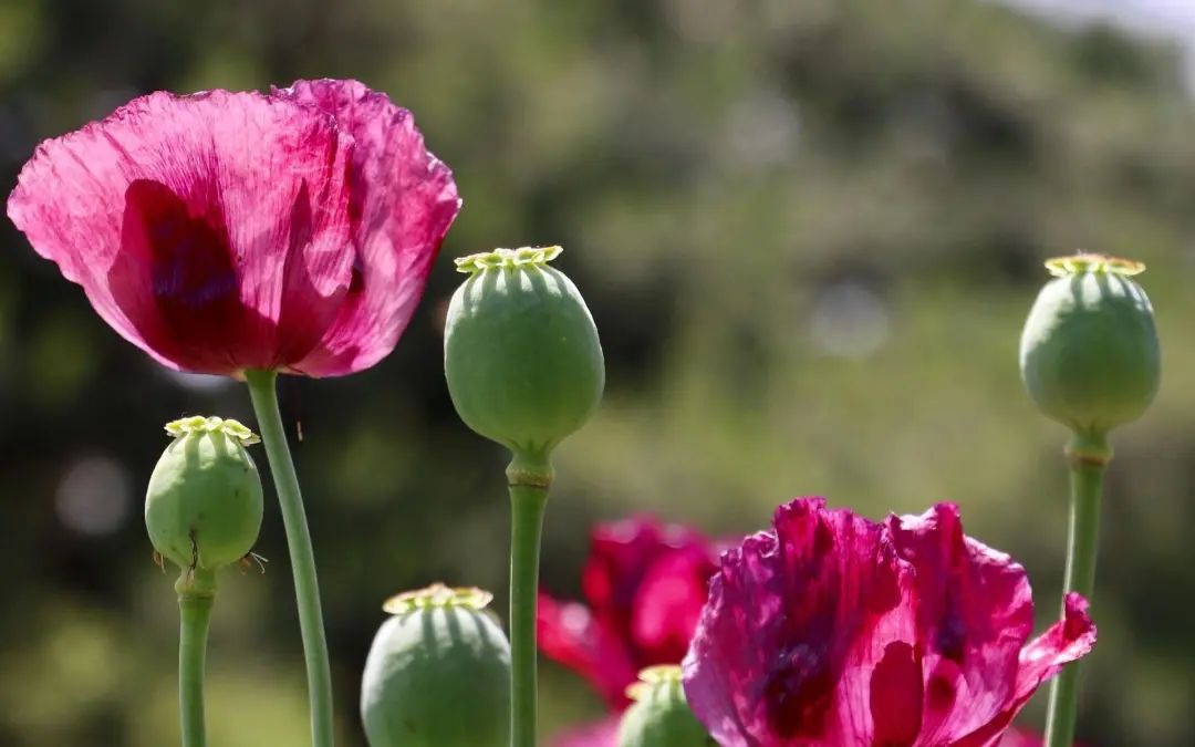 麻精药是什么,麻精类药物是什么