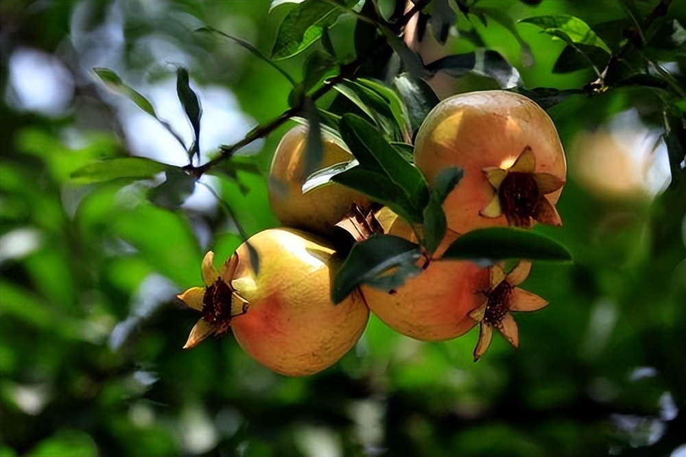 石榴突尼斯软籽石榴特点,石榴突尼斯