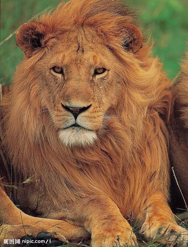 羊怎么改变命运,羊的性格命运