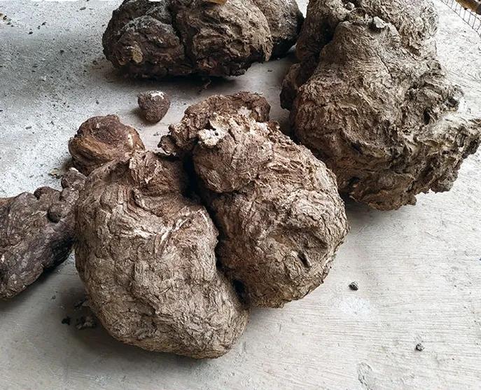 中药里的“全身是宝”系列之(六)——茯苓