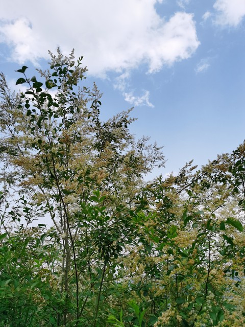 小叶女贞盆景,小叶女贞