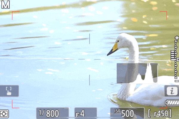 拍鸟买什么相机，不是广告是忠告（九）王者对决篇