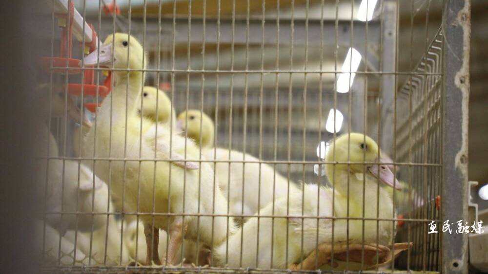 山东和美集团融资,山东和美牧业有限公司