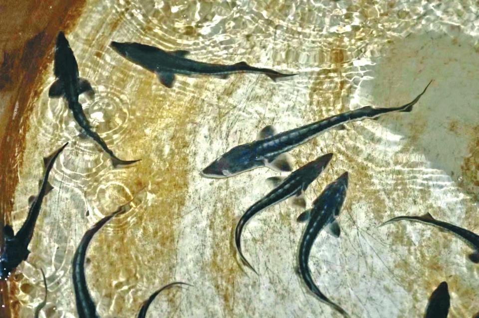 野外灭绝长江鲟现身,野外灭绝的长江鲟为何再次现身