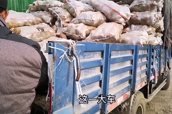武川土豆装车,内蒙古武川土豆