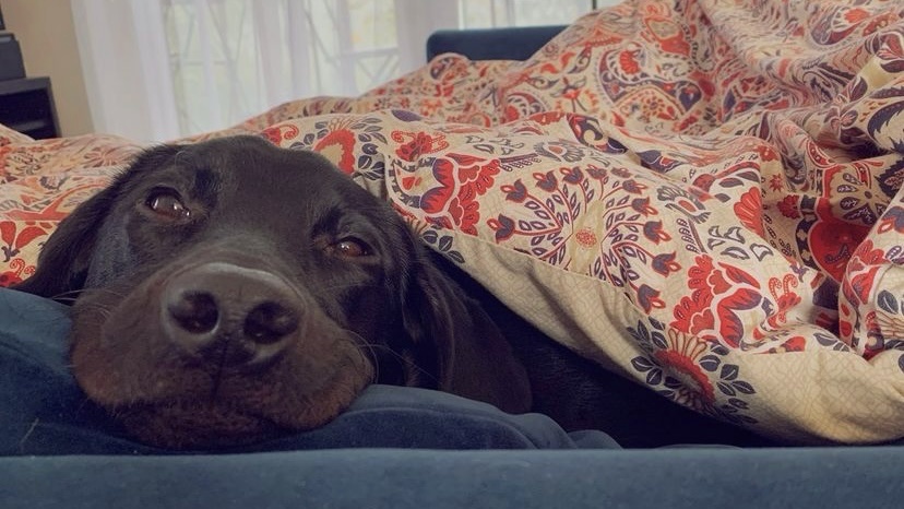 狗狗身上结痂用什么药,狗狗身上结痂有皮屑怎么治疗