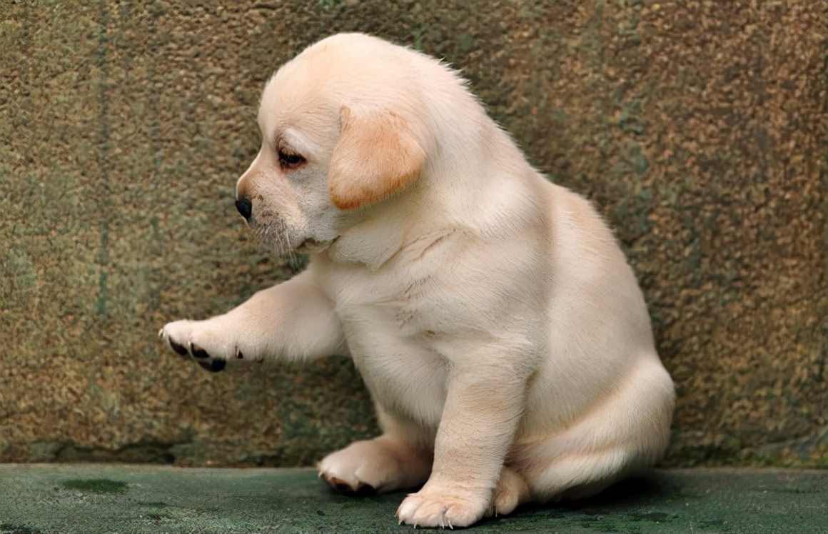 细狗腿疼不走怎么回事,狗腿有时候跛行怎么回事