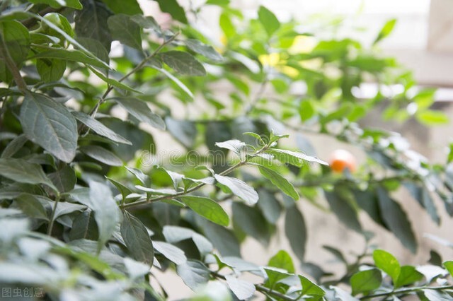 欣赏美丽的珊瑚,田里珊瑚树