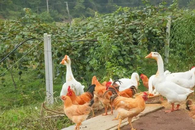 养3000只土鸡一年净赚多少,在四川养500只土鸡一年能赚多少钱