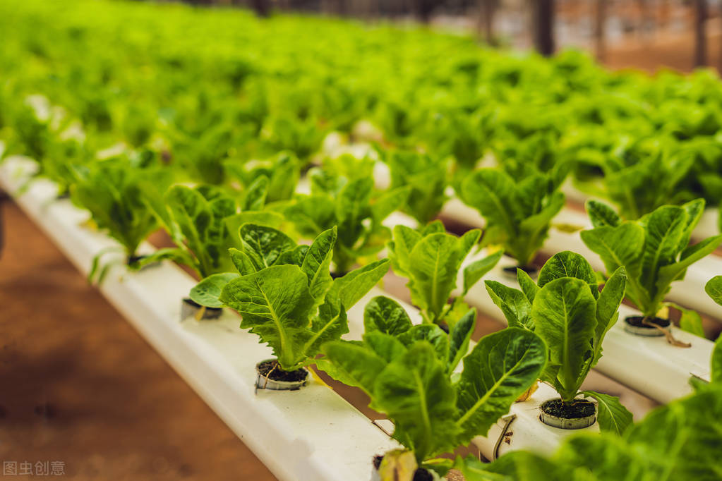 水培蔬菜怎么样才能发芽,水培蔬菜口感如何