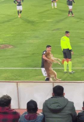 狗子突然冲进足球场，霸占足球中断比赛，但结局很可爱！