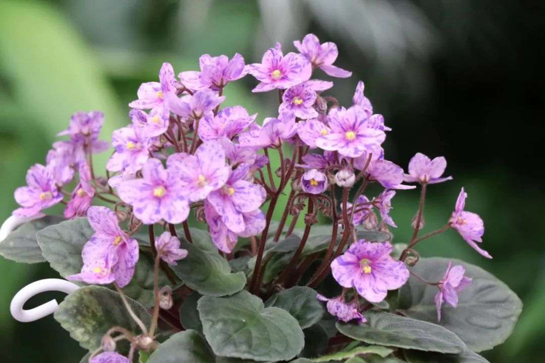 绿边紫罗兰植物图片,非洲紫罗兰怎么浇水