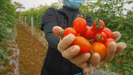 金湾农作物特产是什么呢,金湾区特产推荐