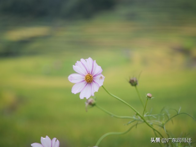 杨天真笑果 (杨天真和笑果文化)