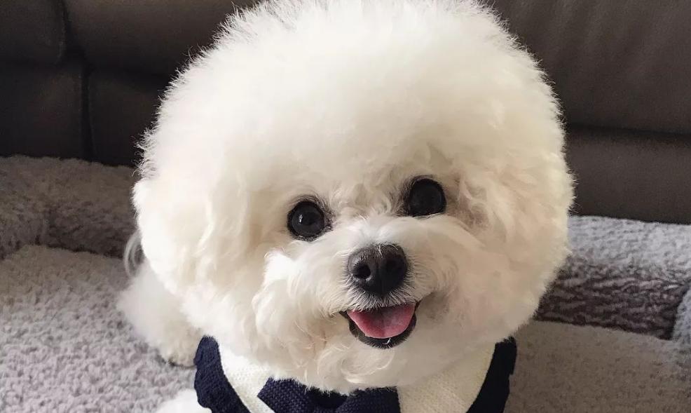 怎样治疗比熊的泪痕,比熊泪痕严重吃什么好