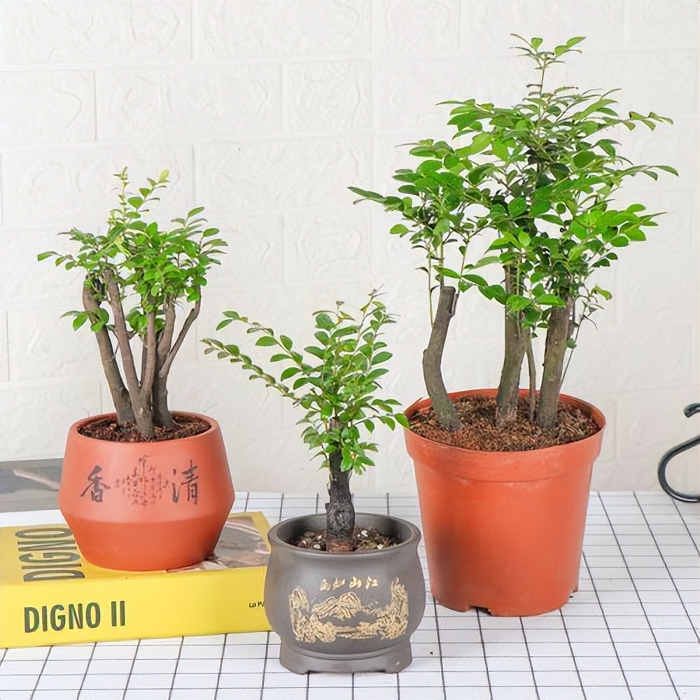 小叶紫檀木头驱虫方法,小叶紫檀怎么养护才能养得好