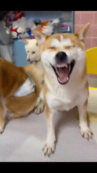 搞笑gif开心一刻这大概就是爱情吧,搞笑gif为了胜利我将不择手段