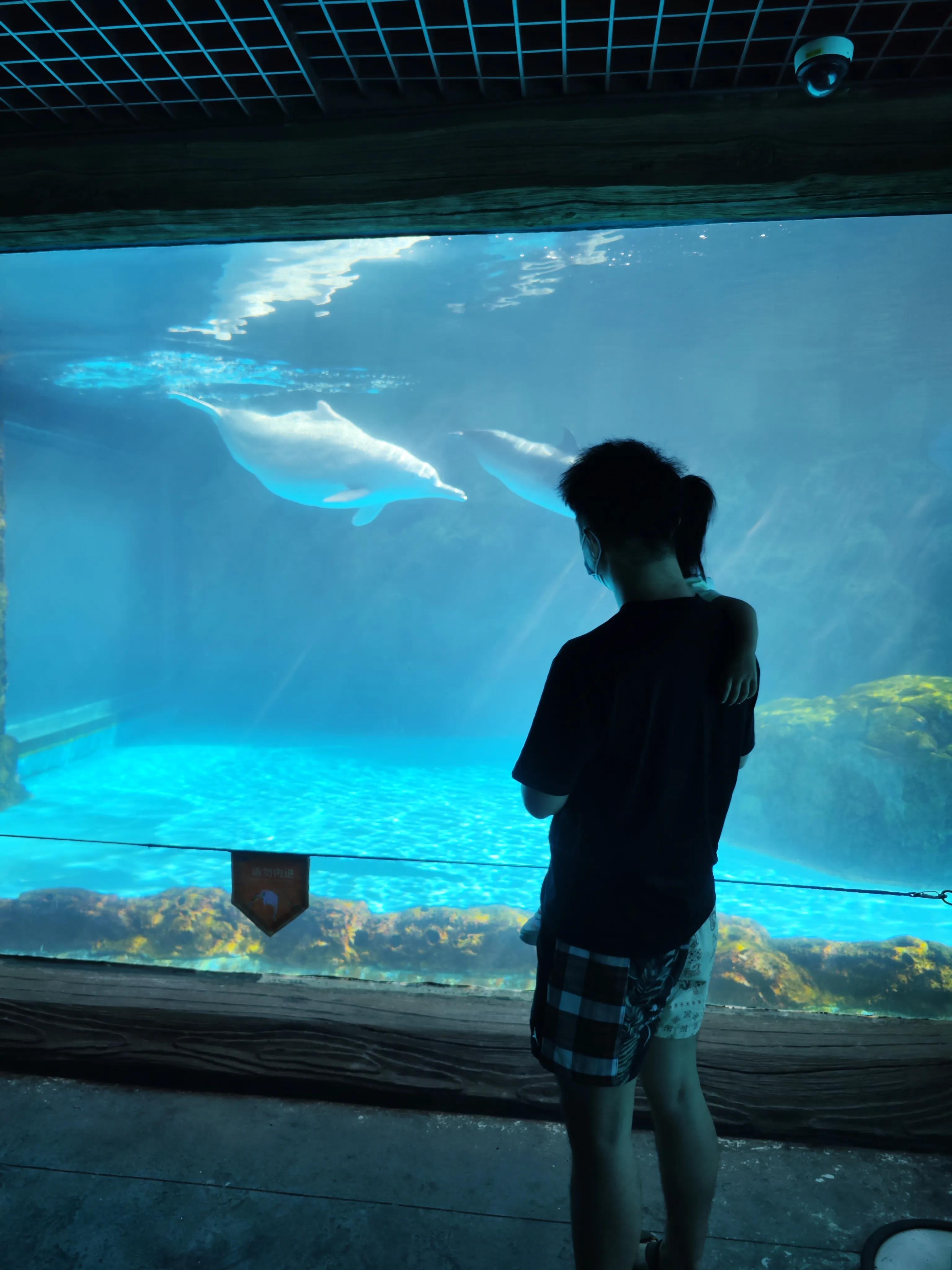 珠海长隆海洋王国跟香港海洋公园,珠海长隆海洋王国2岁孩子能去不